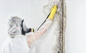 Best Biohazard Mold Removal in Pocola, OK